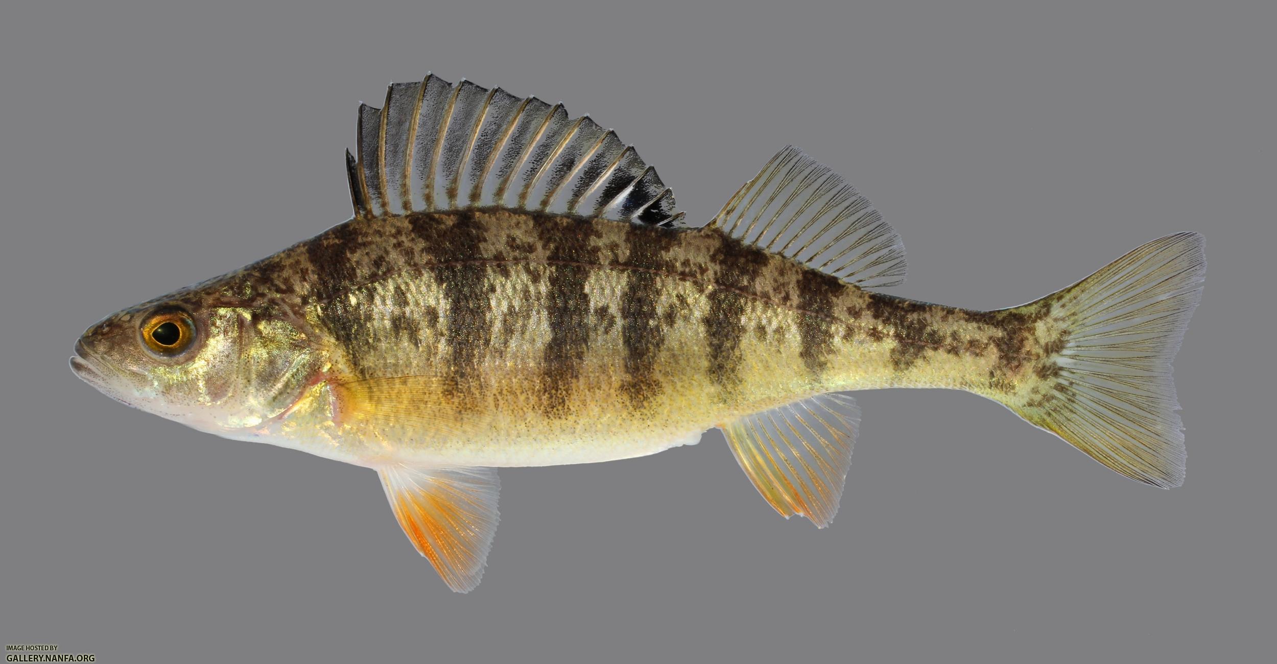 Transcriptomic response to soybean meal-based diets as the frst formulated feed in juvenile yellow perch (Perca favescens)