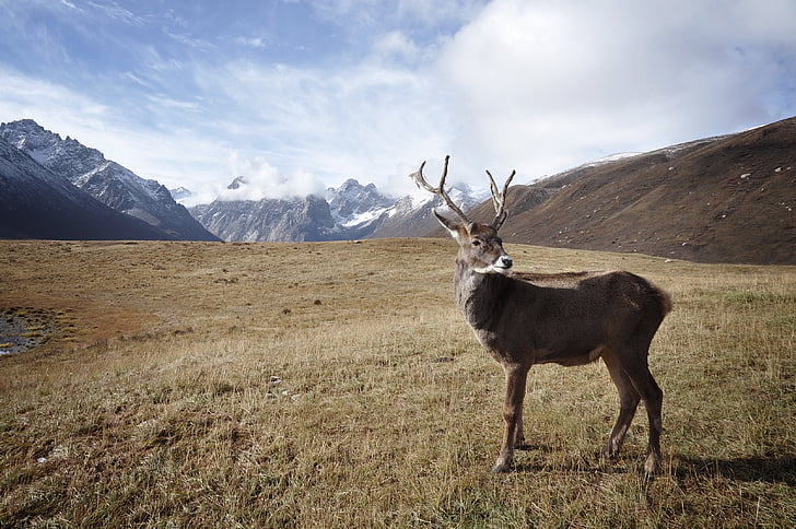 阿拉斯加 Denali National Park 迪纳利国家公园
