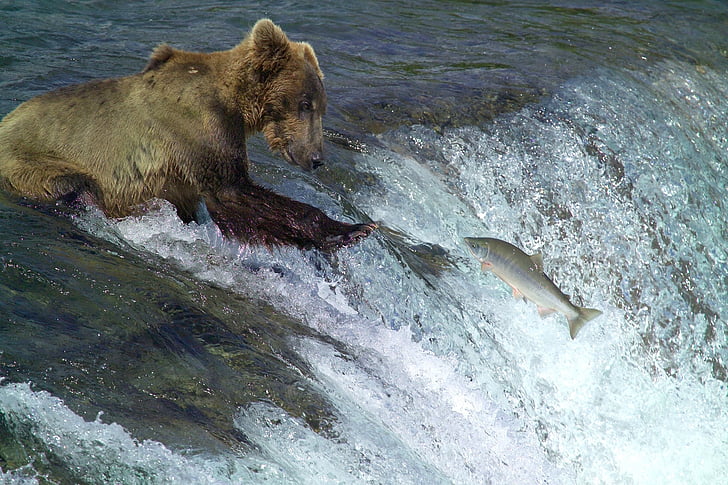阿拉斯加 Katmai 卡特迈国家公园