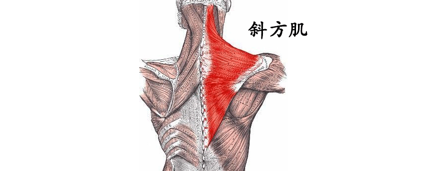 背深层肌分为背长肌和背短肌.背长肌包括竖脊肌和夹肌.
