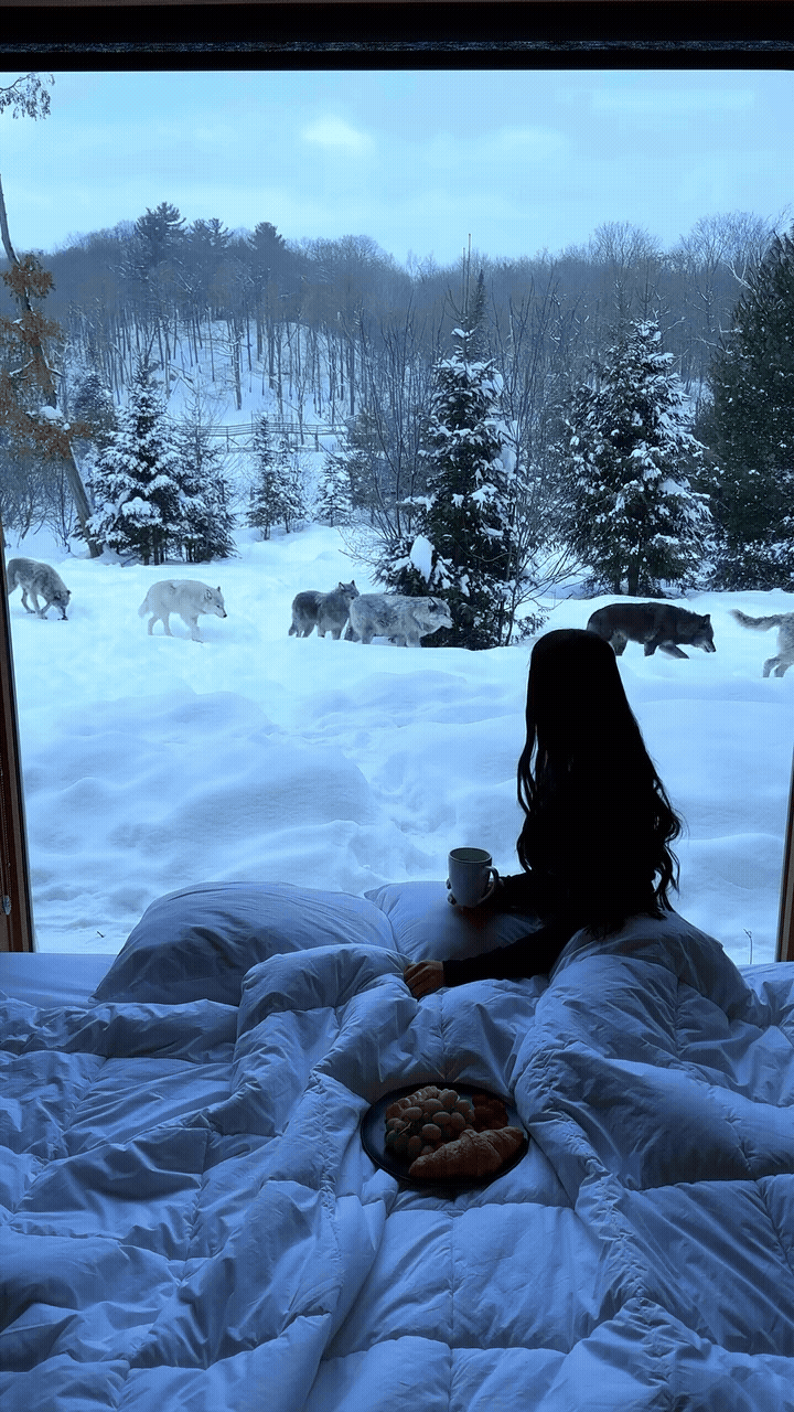 Adobe Express - waking up with the wolves 🐺📍parc omega, quebec, canada -#quebec #canada #cabin #wolves (1).gif