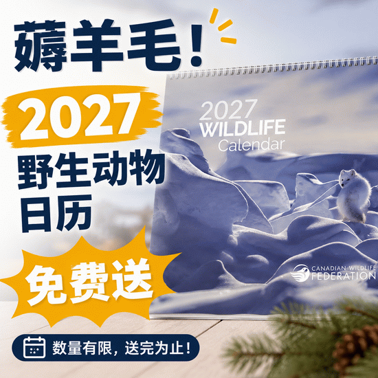 null 加拿大野生动物联合会 免费领2027年日历｜手慢无
