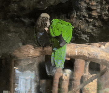 gif6.gif