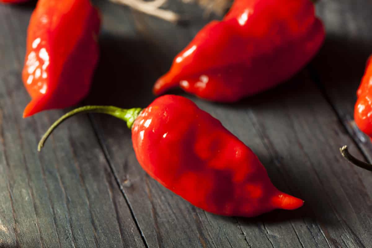 ghost-pepper