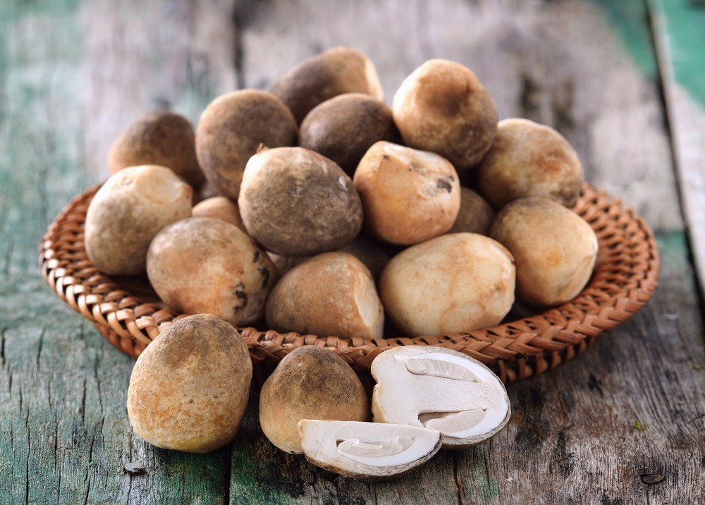 草菇英文Straw Mushroom