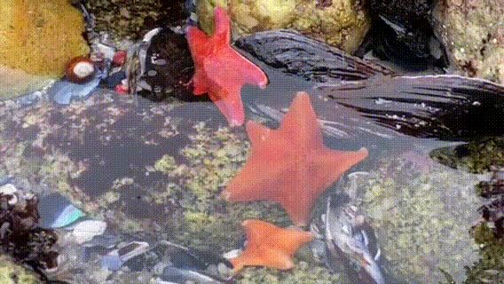 3333 (1).gif