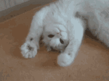 giphy (1)