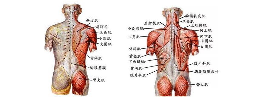 背部肌肉图解 结构图图片