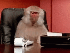 giphy1.gif