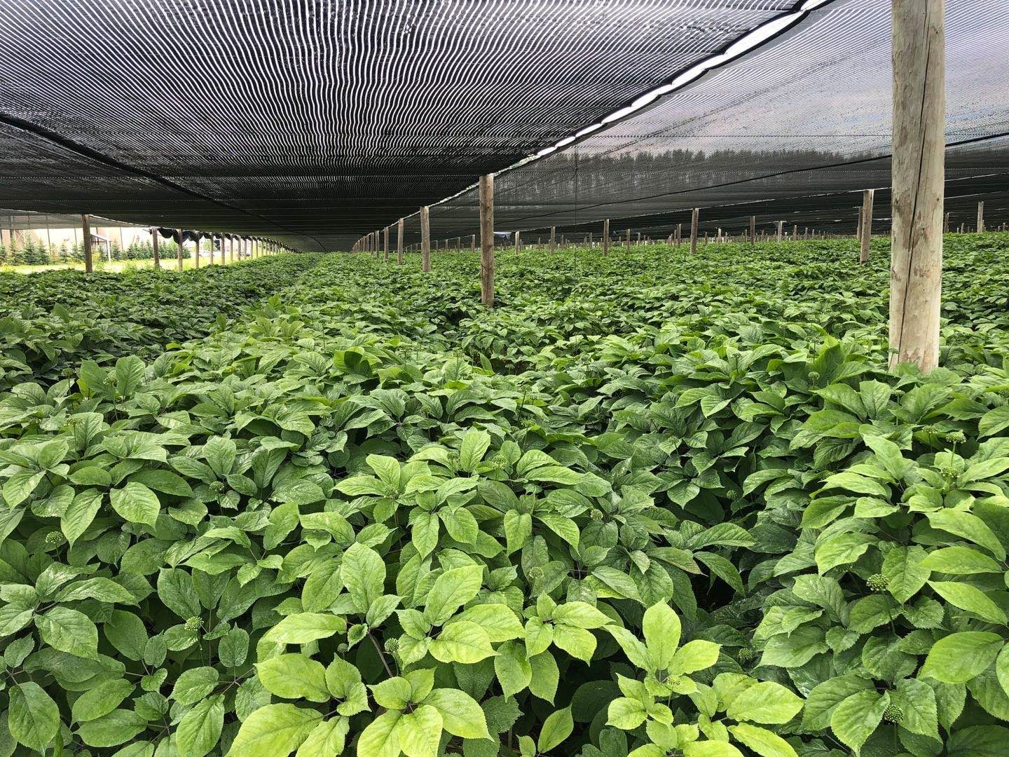 独家:威州3g正宗100%威州花旗参限时优惠,买1送1 7折起 额外8.