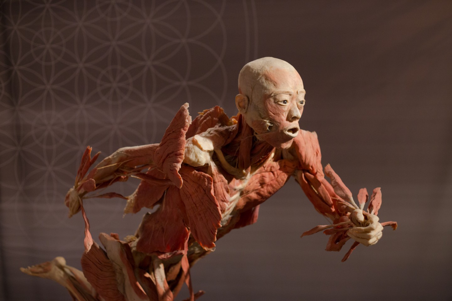 com 现有 拉斯维加斯人体标本展门票 从另一个角度认识自我 9.