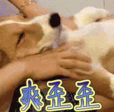 爽玩玩.gif