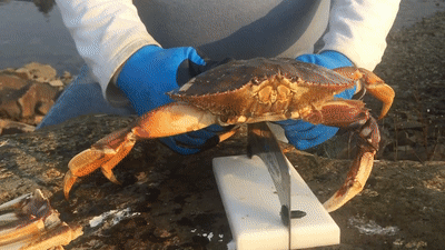 Crack'n Crab Cleaner 剥螃蟹神器