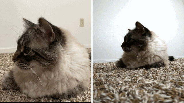 猫1.gif