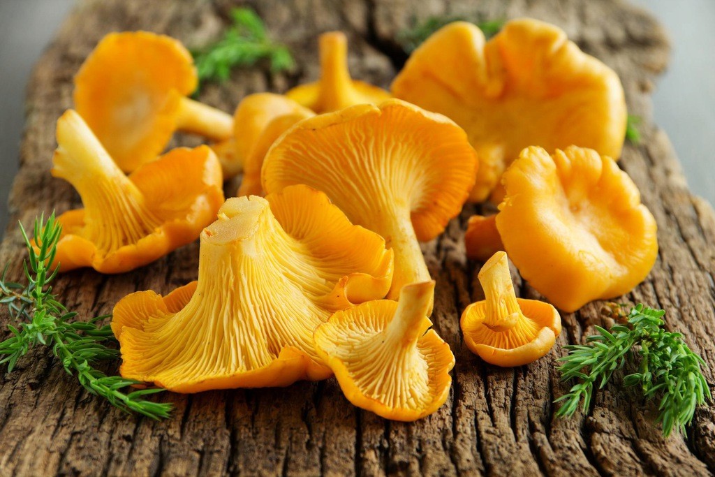 鸡油菌英文Chanterelle
