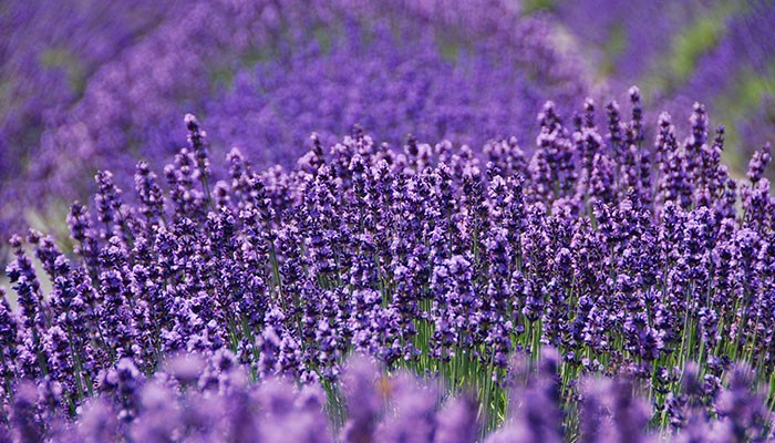 Lavender by the Bay, NY