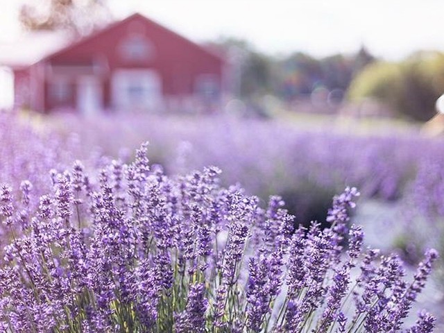 New Life Lavender & Cherry Farm