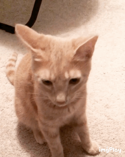 IMB_4TfA7M.GIF