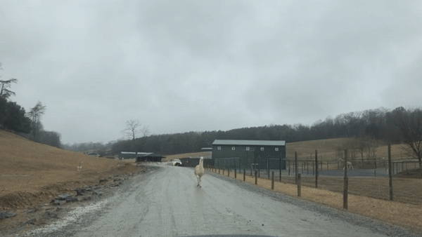 ezgif.com-gif-maker (1).gif