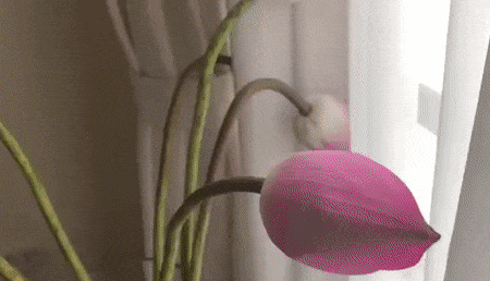 方形折.gif