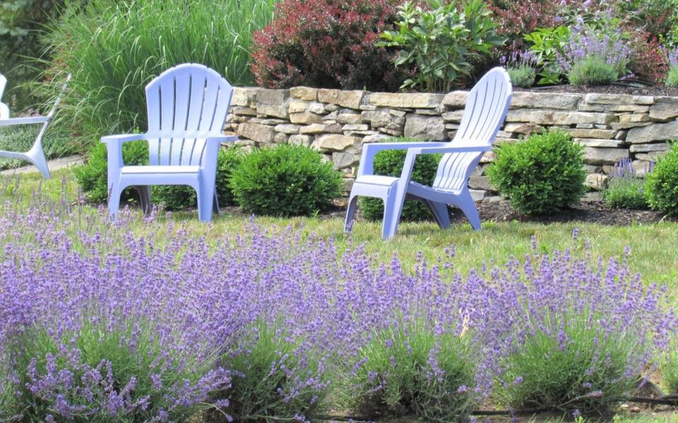 Laromay Lavender