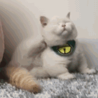 QQ图片20191128192500.gif