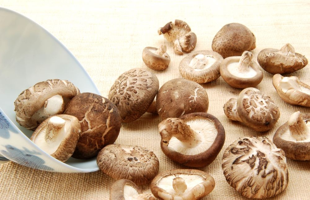 香菇英文Shiitake Mushroom