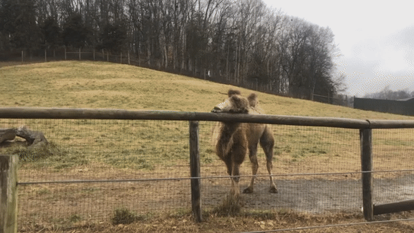 ezgif.com-gif-maker.gif