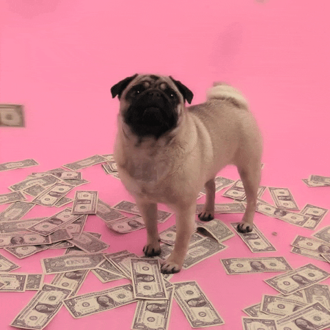 WeChat Image pet Insurance.gif