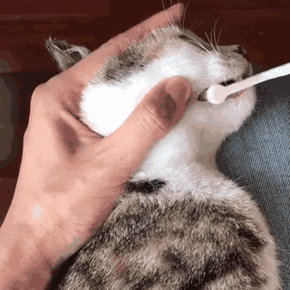 v2-76ef838391a1744727d78574e2bd1eac_b.gif