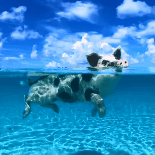 animation.gif