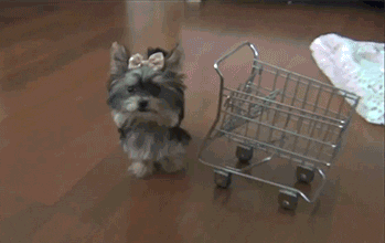 doggy with shopping cart