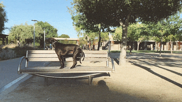 10.gif