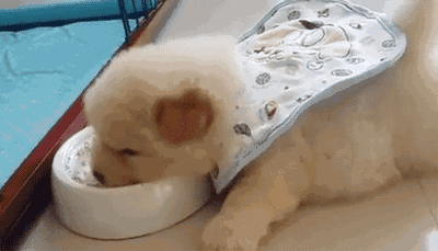 原创征文#diy宠物零食# - 北美省钱快报