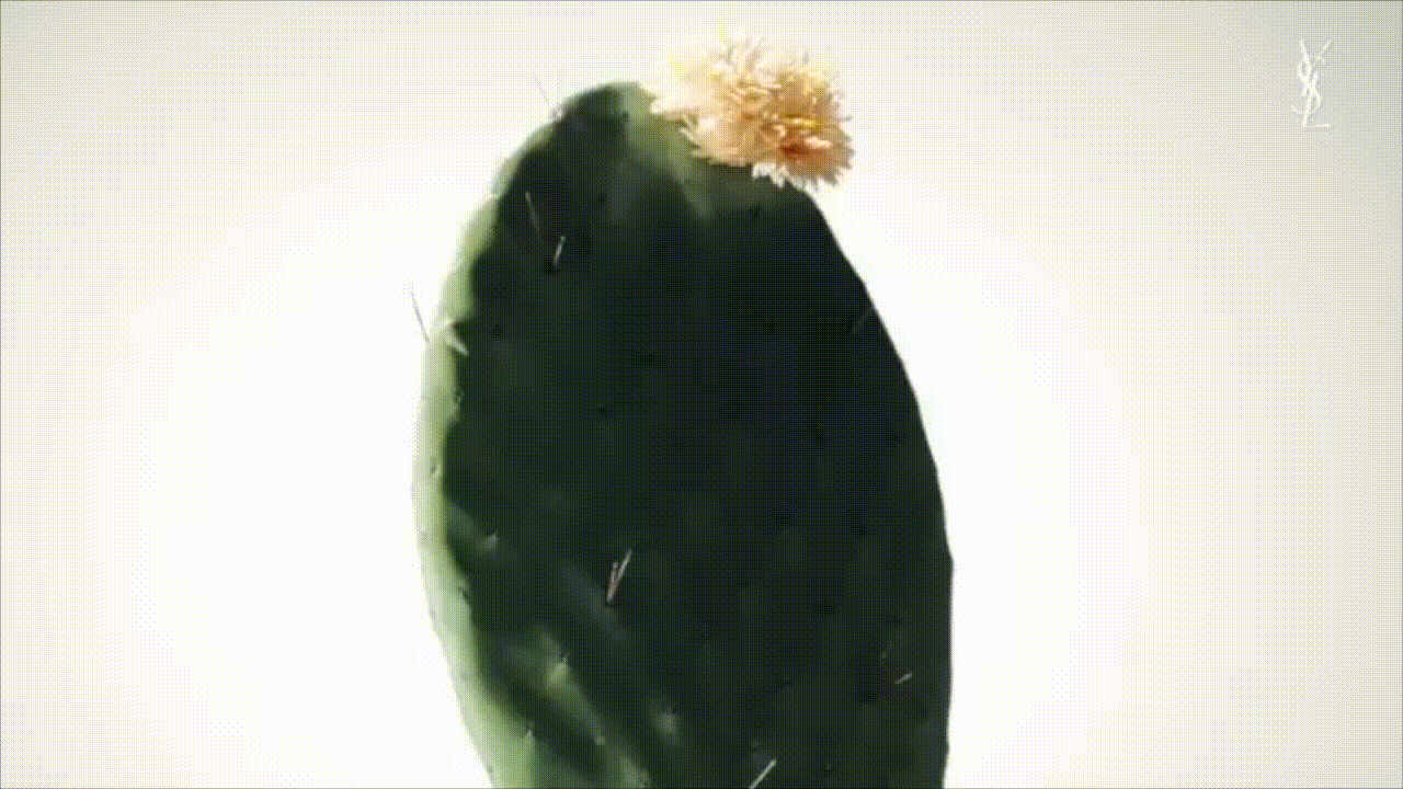 夜皇后1