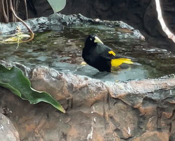 gif2.gif