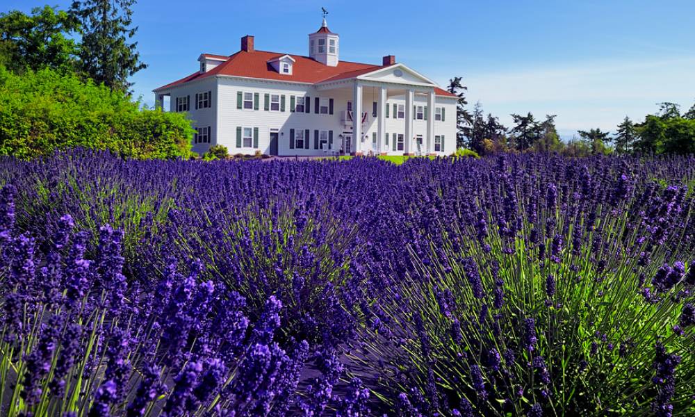 Washington Lavender Farm