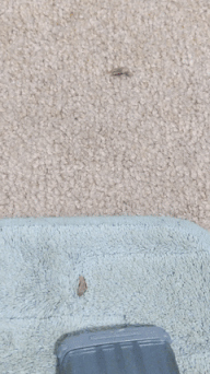 ezgif.com-crop (1).gif