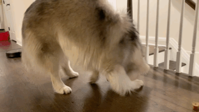 1 (1).GIF