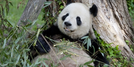华盛顿国家动物园熊猫 猎豹 大象等线上直播免费看小猎豹宝宝回来了 北美省钱快报