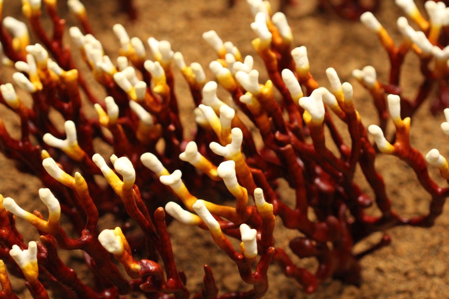 独家:太子牌 鹿角灵芝丸大促,买双瓶装送花旗参丸 川贝枇杷糖 满额立