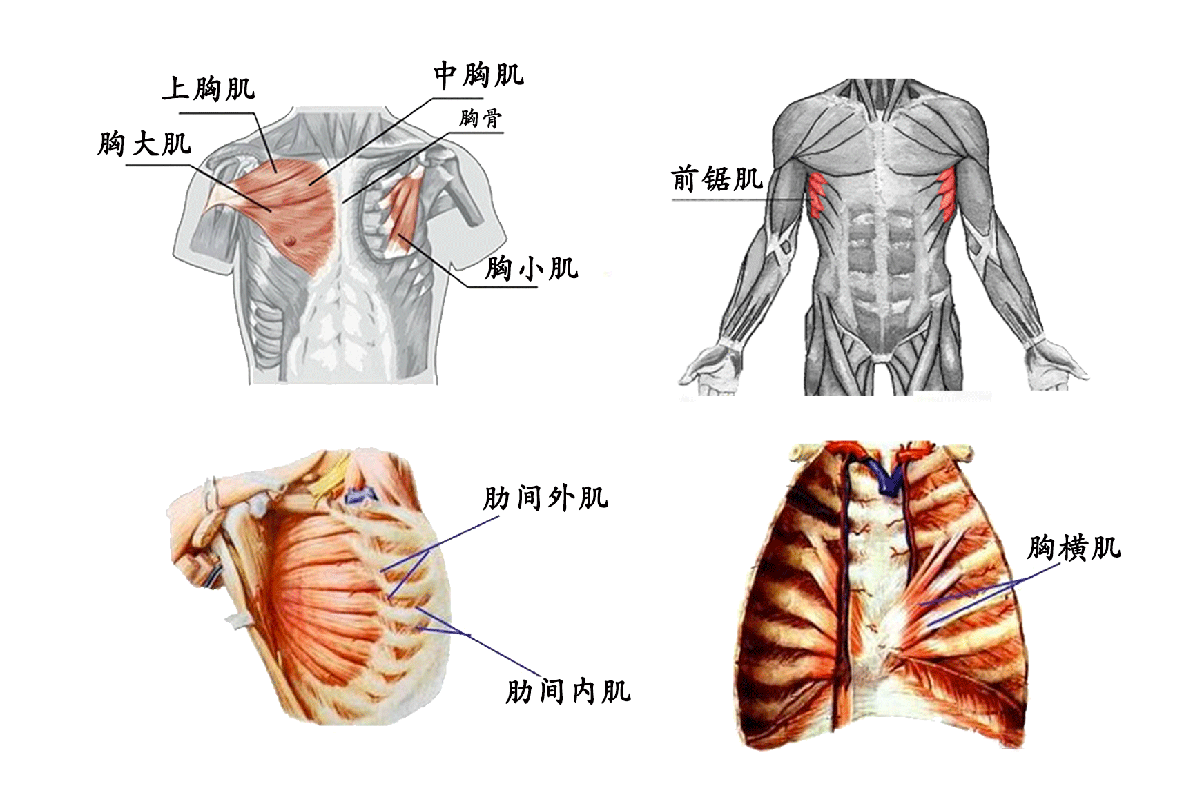 图2-3 胸大肌与胸小肌-胸心外科临床解剖学-医学