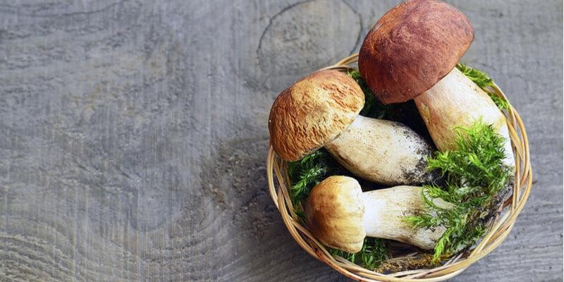 牛肝菌英文Porcini