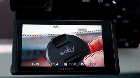 giphy.gif