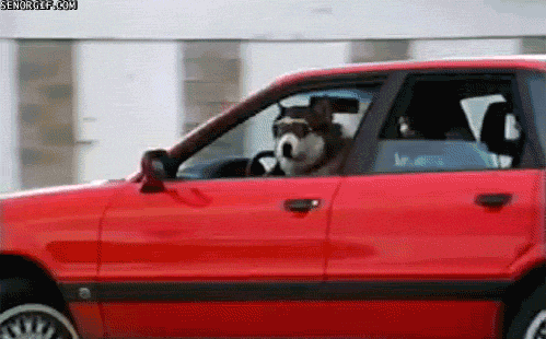 dog drving