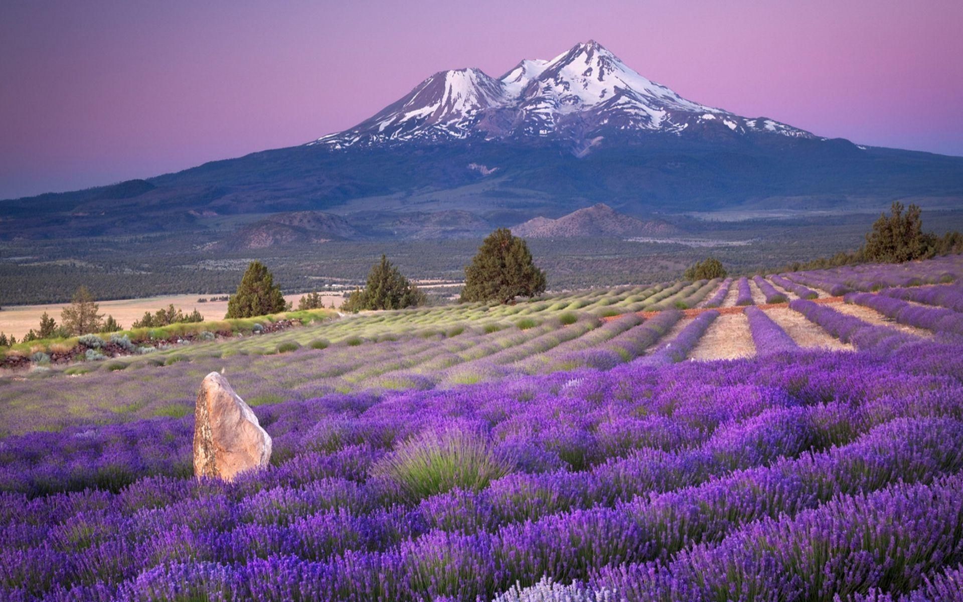 Mt. Shasta Lavender Farm, CA