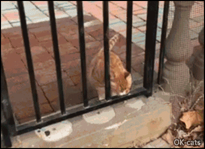 Hilarious Cat GIF • Big cat stuck on gate I am not fat just big boned haha.gif
