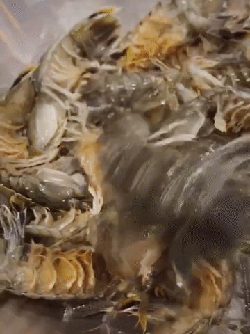 ezgif.com-video-to-gif.gif