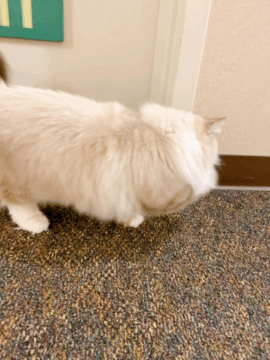 1571623306187.GIF