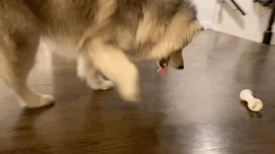 1 (3).GIF
